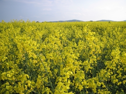 Elstar Oils odpadł, powrócił Gudzowaty