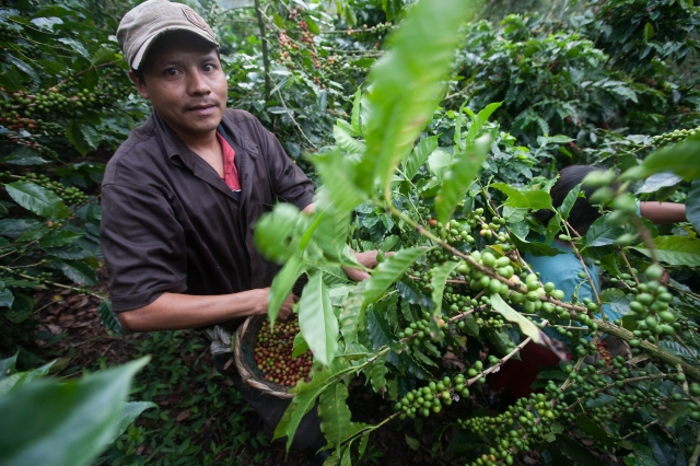 AVIA serwuje świeżo parzoną kawę z certyfikatem Fairtrade AVIA serwuje świeżo parzoną kawę z certyfikatem Fairtrade