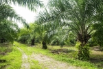 Indonezja przeprowadzi testy drogowe B40 Indonezja przeprowadzi testy drogowe B40