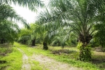 Zakaz eksportu oleju palmowego z Indonezji