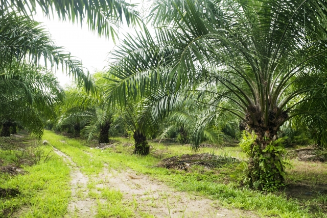 Prezydent Indonezji ogłasza koniec zakazu eksportu oleju palmowego