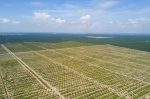 Indonezja obiecuje szybszy proces eksportu oleju palmowego