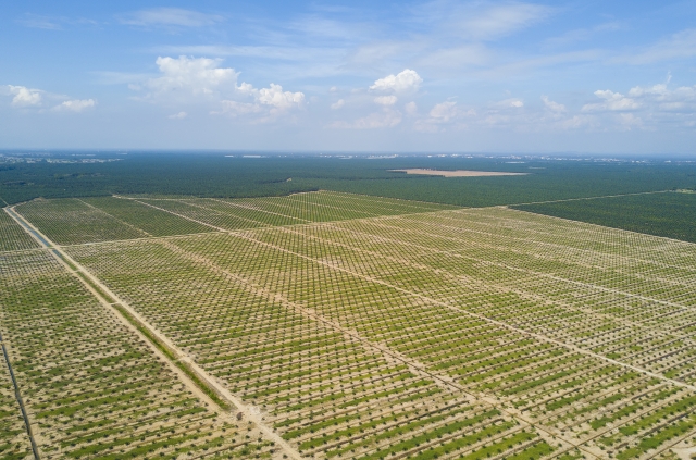 Indonezja obiecuje szybszy proces eksportu oleju palmowego