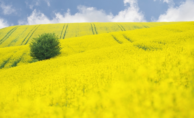 Rządowy projekt ws. biopaliw nie podoba się PSL-owi Rządowy projekt ws. biopaliw nie podoba się PSL-owi