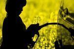 W tym roku wrośnie produkcja biodiesla 