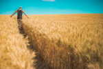 Fuzja Bunge i Viterra - powstaje nowy gigant agrobiznesu Fuzja Bunge i Viterra - powstaje nowy gigant agrobiznesu