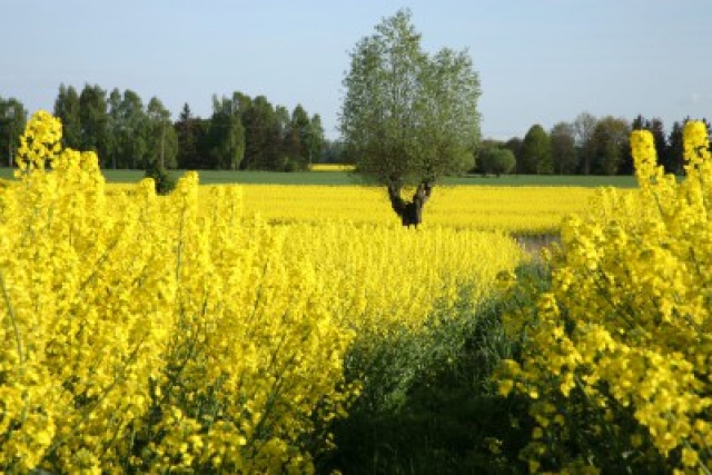 Co dalej z branżą biopaliw?